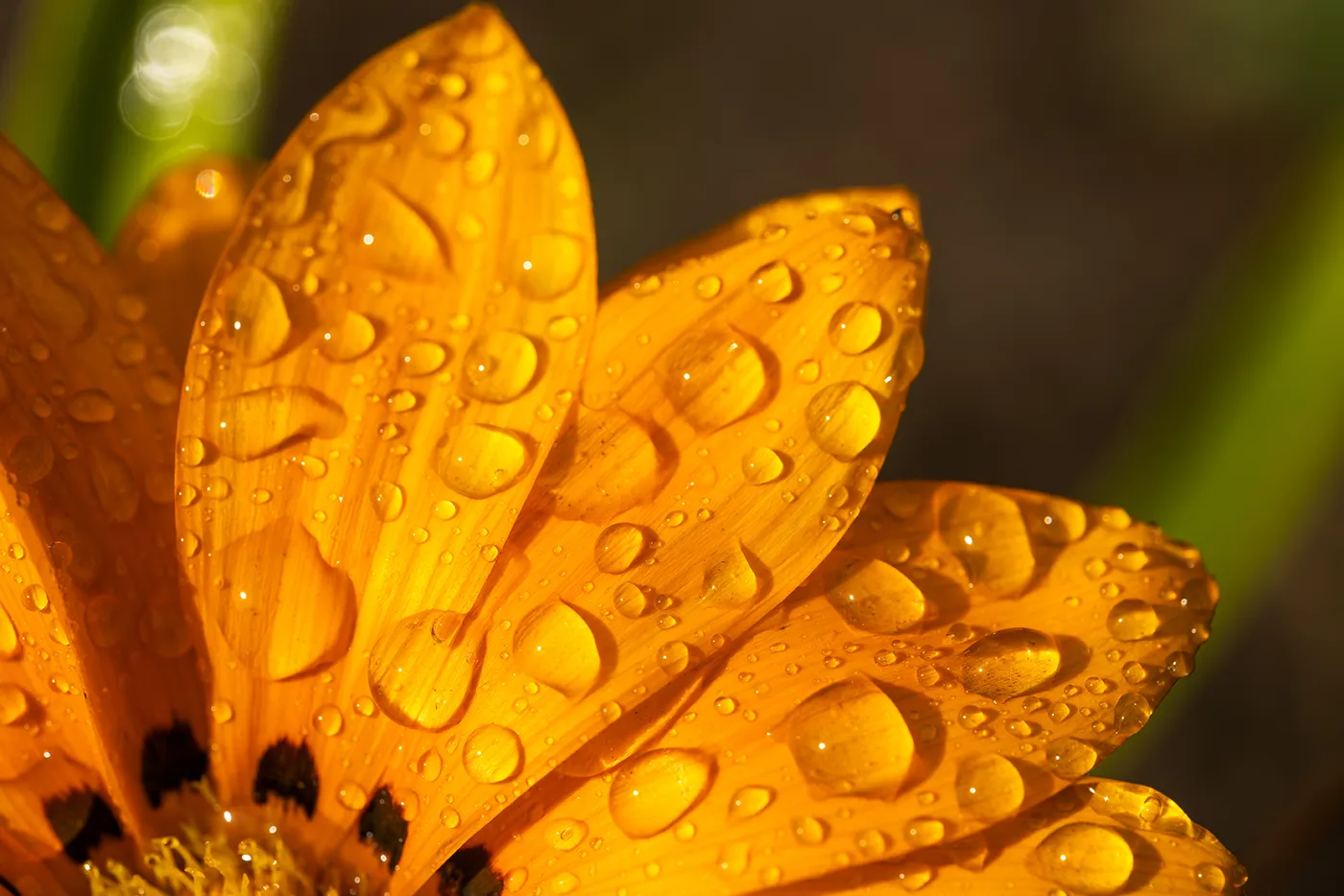 Nahaufnahme von gelben Blütenblättern mit Wassertropfen im Sonnenlicht.