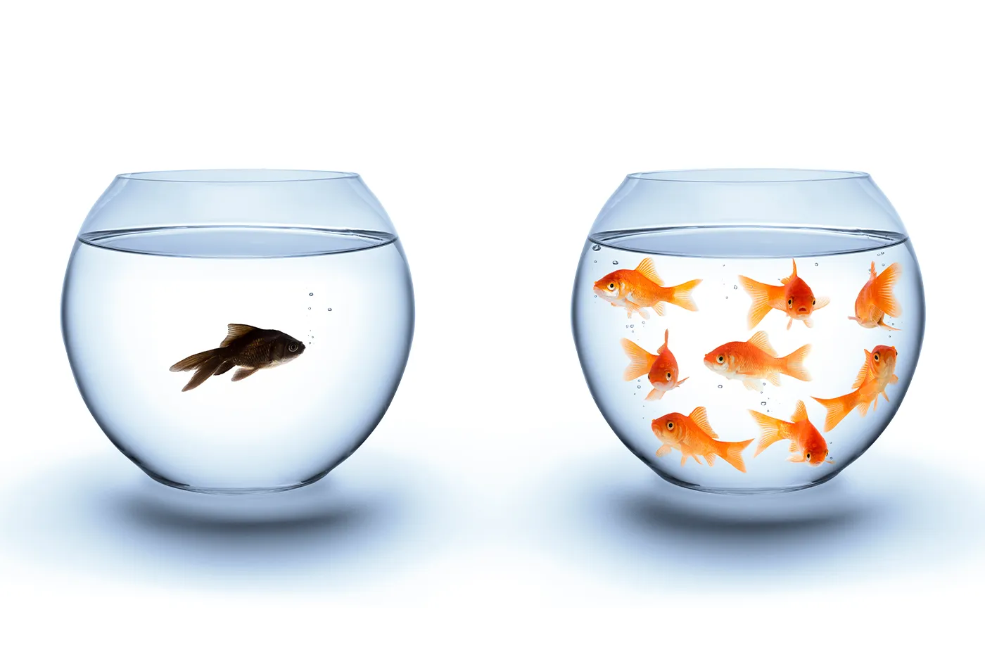 Zwei Goldfischgläser im Vergleich: Links schwimmt ein einzelner schwarzer Fisch, rechts befinden sich mehrere orangefarbene Goldfische. as Bild symbolisiert Einsamkeit und soziale Isolation im Gegensatz zu Gemeinschaft.